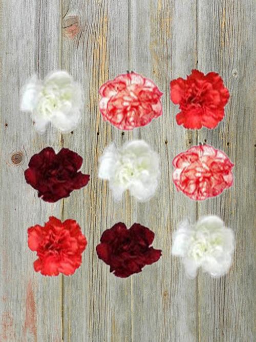 CHISTMAS PACK  ASSORTED COLOR MINI CARNATIONS